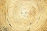 Polished Petrified Wood Round - Sweet Home, Oregon #289023-1